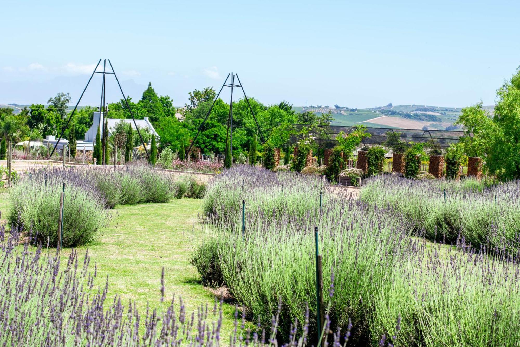 Val De Vine Hotel Stellenbosch Exterior photo